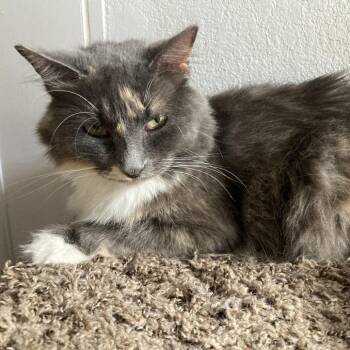 Marsha -  Domestic Long Hair Cat for Adoption in Midland, Texas - Marsha | PetCurious