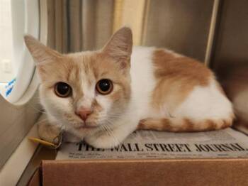 LITTLE DEBBIE -  Domestic Short Hair Cat for Adoption in St. Louis, Missouri - LITTLE DEBBIE | PetCurious