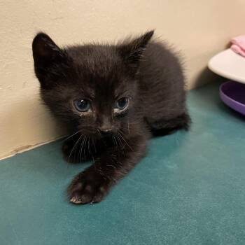 Domestic Short Hair Cats Available for Adoption in Pasadena, California - Norbert | PetCurious