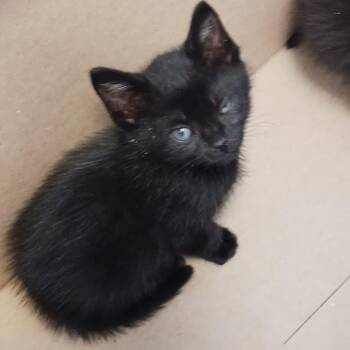 Smalls -  Domestic Short Hair Cat Available for Adoption in Nashville, Tennessee - Smalls | PetCurious