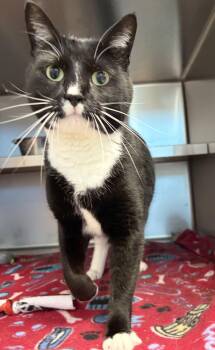 Stella -  Domestic Short Hair Cat for Adoption in Liberty, Missouri - Stella | PetCurious
