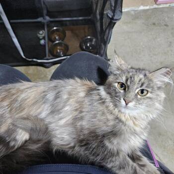 Domestic Short Hair Cats Available for Adoption in Edwardsville, Illinois - Trixie Mattel | PetCurious