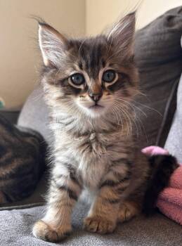 Domestic Medium Hair Cats Available for Adoption in Frisco, Texas - David Rose Cat | PetCurious