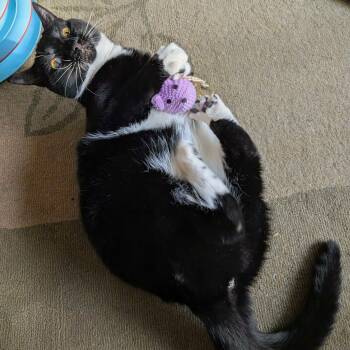 Gabby Thomas -  Domestic Short Hair Cat for Adoption in Wilsonville, Oregon - Gabby Thomas | PetCurious