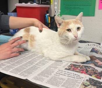 26-1320C -  American Bobtail Cat for Adoption in Sorrento, Louisiana - 26-1320C | PetCurious