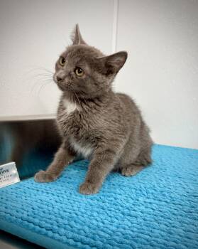 Bow -  Domestic Short Hair Cat for Adoption in Kalamazoo, Michigan - Bow | PetCurious