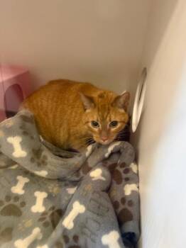 Domestic Short Hair Cats Available for Adoption in Janesville, Wisconsin - Woodson | PetCurious