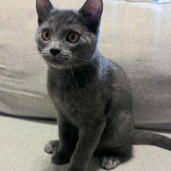 Rescue Domestic Short Hair Cats for Adoption in Eagle Mountain, Utah - Belize Granados | PetCurious