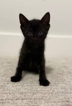 Domestic Medium Hair Cats Available for Adoption in Calgary, Alberta - Stroganoff | PetCurious