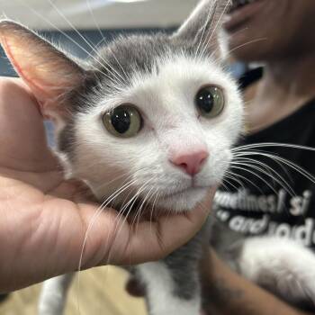 Mamas -  Domestic Short Hair Cat for Adoption in Newark, New Jersey - Mamas | PetCurious