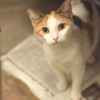 Vee -  Domestic Short Hair Cat for Adoption in Belleville, Illinois - Vee | PetCurious