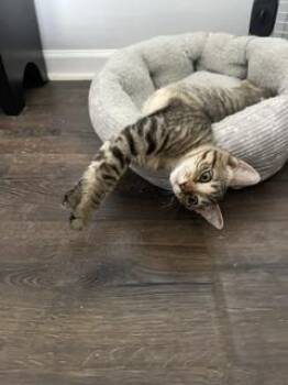 Winnie -  Domestic Short Hair Cat for Adoption in Lake Wylie, South Carolina - Winnie | PetCurious