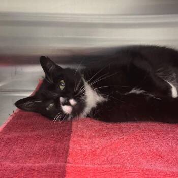 Willow -  Domestic Short Hair Cat for Adoption in Wheeling, Illinois - Willow | PetCurious