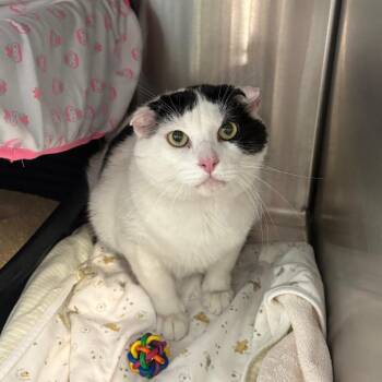 Clover -  Domestic Short Hair Cat for Adoption in Oak Park, Illinois - Clover | PetCurious
