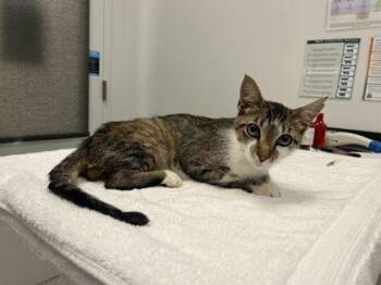 Goosetopher -  Domestic Short Hair Cat for Adoption in Kansas City, Missouri - Goosetopher | PetCurious