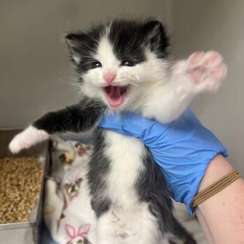 Domestic Short Hair Cats Available for Adoption in Harrisonburg, Virginia - 70914 | PetCurious