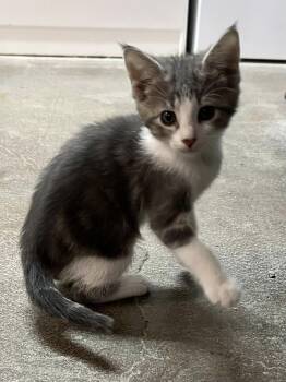 Rescue Domestic Short Hair and Tabby Cats for Adoption in New Richmond, Wisconsin - Frappuccino & Latte | PetCurious