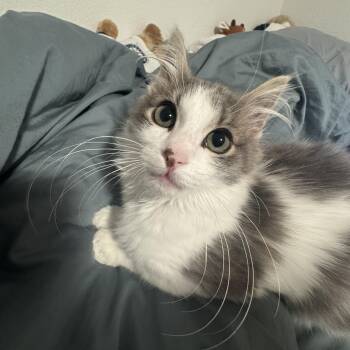 Domestic Medium Hair Cats Available for Adoption - Percy | PetCurious