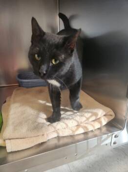 Rescue Domestic Short Hair Cats for Adoption in Mocksville, North Carolina - Kentucky | PetCurious