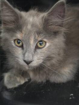 Ballerina -  Domestic Medium Hair and Domestic Short Hair Cat for Adoption in Roseville, California - Ballerina | PetCurious