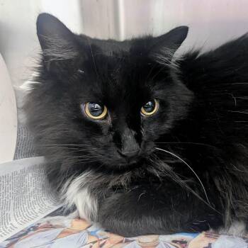 Johnny -  Domestic Long Hair Cat for Adoption in Springfield, Illinois - Johnny | PetCurious