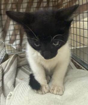 Bugatti -  Domestic Short Hair Cat for Adoption in Honolulu, Hawaii - Bugatti | PetCurious