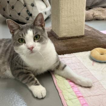 Plum (b) -  Domestic Short Hair Cat for Adoption in Bedford, New Hampshire - Plum (b) | PetCurious