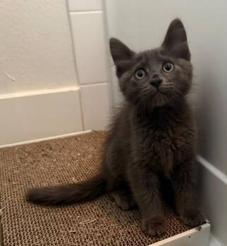 Figaro -  Domestic Medium Hair Cat for Adoption in Sedalia, Colorado - Figaro | PetCurious