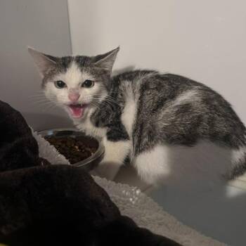 Sgt. Pepper -  Domestic Short Hair Cat for Adoption in St. Louis, Missouri - Sgt. Pepper | PetCurious