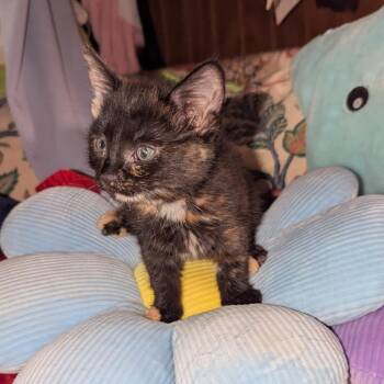 Zelda -  Domestic Short Hair Cat for Adoption in Granville, Ohio - Zelda | PetCurious
