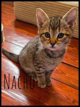 Domestic Short Hair Cats Available for Adoption in Enfield, Connecticut - Nacho  | PetCurious