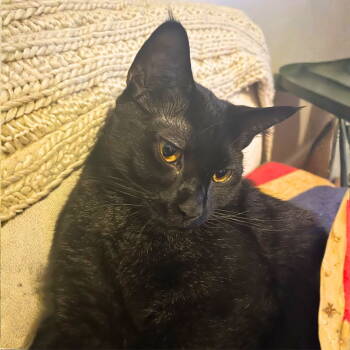 Rescue Domestic Short Hair Cats for Adoption - Salty Licorice | PetCurious