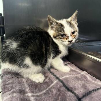 Scoobulus -  Domestic Short Hair Cat for Adoption in Biltmore Forest, North Carolina - Scoobulus | PetCurious