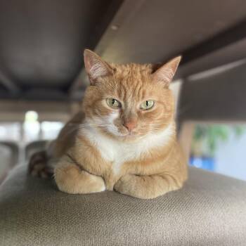 Domestic Short Hair Cats Available for Adoption in Rockford, Michigan - Cheeto - Bonded W/Bobo | PetCurious