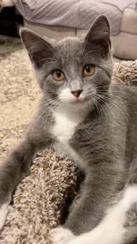 Dolly -  Domestic Short Hair Cat for Adoption in Sterling Heights, Michigan - Dolly | PetCurious