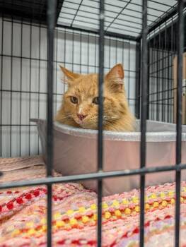 Domestic Short Hair Cats Available for Adoption - Buddy | PetCurious