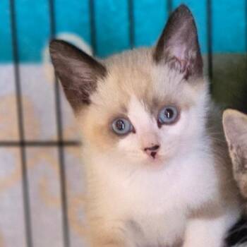 Elvis -  Domestic Medium Hair and Snowshoe Cat for Adoption in Belfair, Washington - Elvis | PetCurious