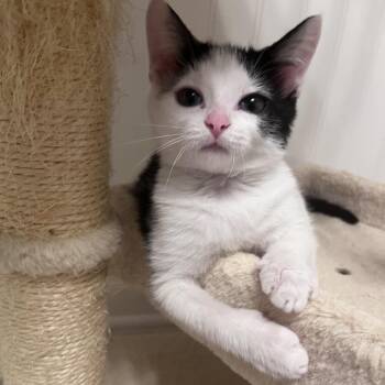 Gracie -  Domestic Short Hair Cat for Adoption in Franklin, Tennessee - Gracie | PetCurious