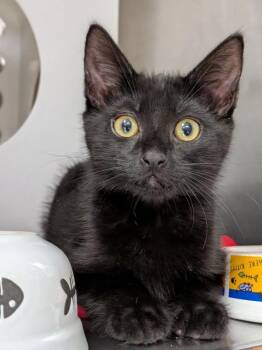Martin -  Domestic Short Hair Cat for Adoption in Sherwood, Oregon - Martin | PetCurious