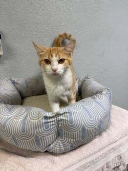 Rescue Domestic Short Hair Cats for Adoption in Pratt, Kansas - Marmalade | PetCurious