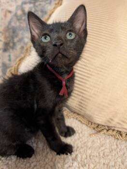 Sovereign -  Domestic Short Hair Cat for Adoption in Oviedo, Florida - Sovereign | PetCurious