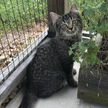 Toulouse -  Domestic Long Hair Cat for Adoption in Smithville, Tennessee - Toulouse | PetCurious