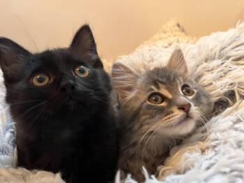 Marble McGee -  Domestic Long Hair and Tabby Cat for Adoption in Walnut Creek, California - Marble McGee | PetCurious