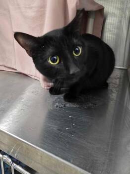 Domestic Short Hair Cats Available for Adoption - Momma Plant | PetCurious