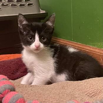 Sally -  Domestic Short Hair Cat for Adoption in Springfield, Illinois - Sally | PetCurious