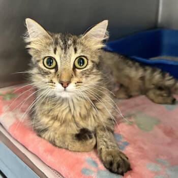 Tamara -  Domestic Medium Hair Cat Available for Adoption in Newport, North Carolina - Tamara | PetCurious