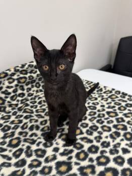 Jaro -  Domestic Short Hair Cat for Adoption in Hartville, Ohio - Jaro | PetCurious