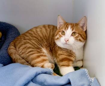 MURPHY -  Domestic Short Hair Cat for Adoption in High Level, Alberta - MURPHY | PetCurious