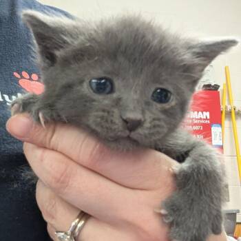Eevee -  Domestic Short Hair Cat for Adoption in Indianapolis, Indiana - Eevee | PetCurious
