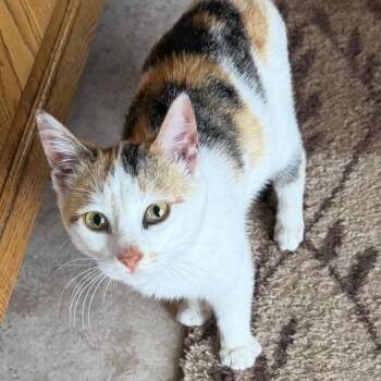 Domestic Short Hair Cats Available for Adoption in Rochester, Minnesota - Octavia (Tavi) | PetCurious